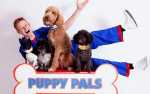 Puppy Pals Live from America's Got Talent